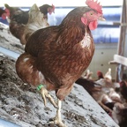 Le Vivier - 2025 - Poules @TDL Midipy LPitois (7)